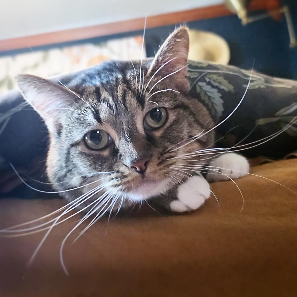 Enlarge Izzy Biggs, a Adoptable Tabby in Shippenville, PA image 3/5