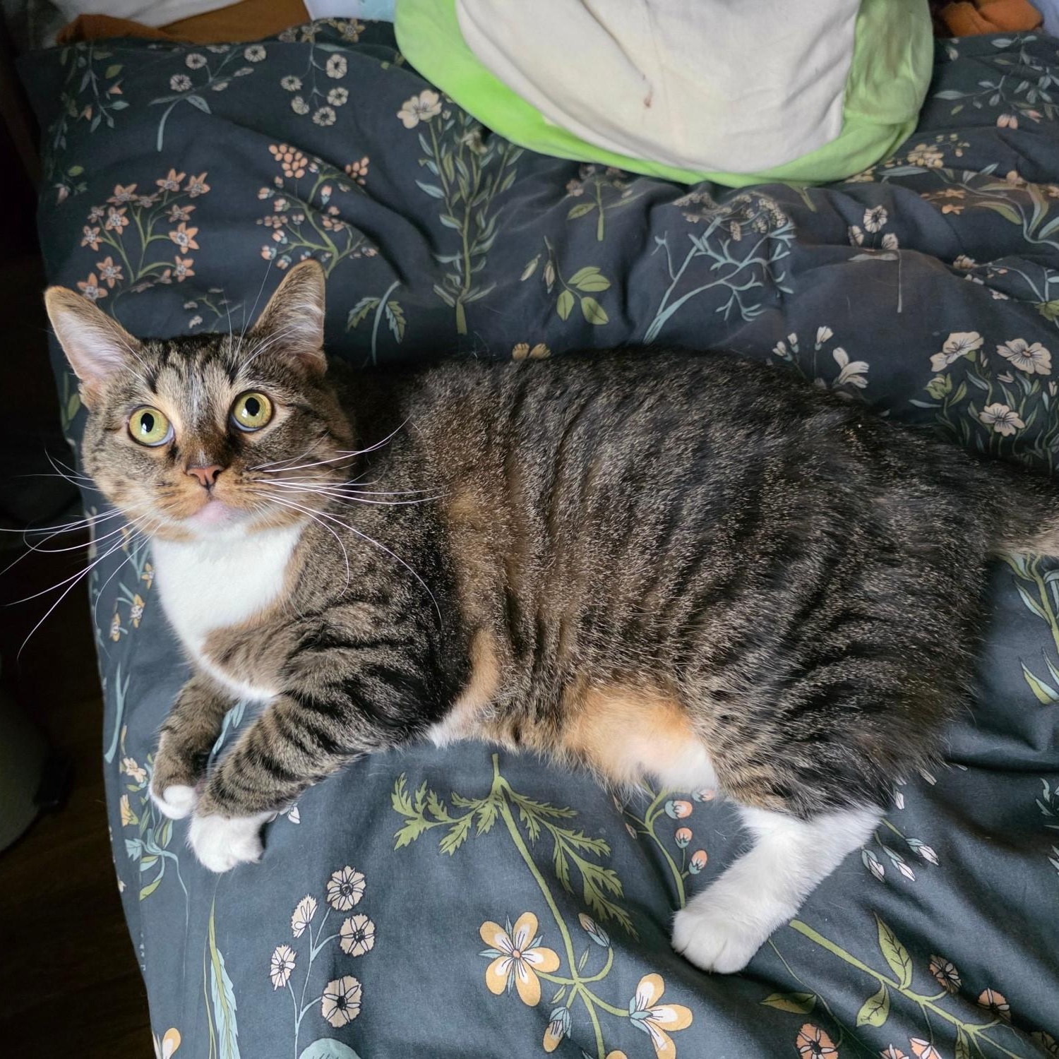 Enlarge Izzy Biggs, a Adoptable Tabby in Shippenville, PA image 2/5