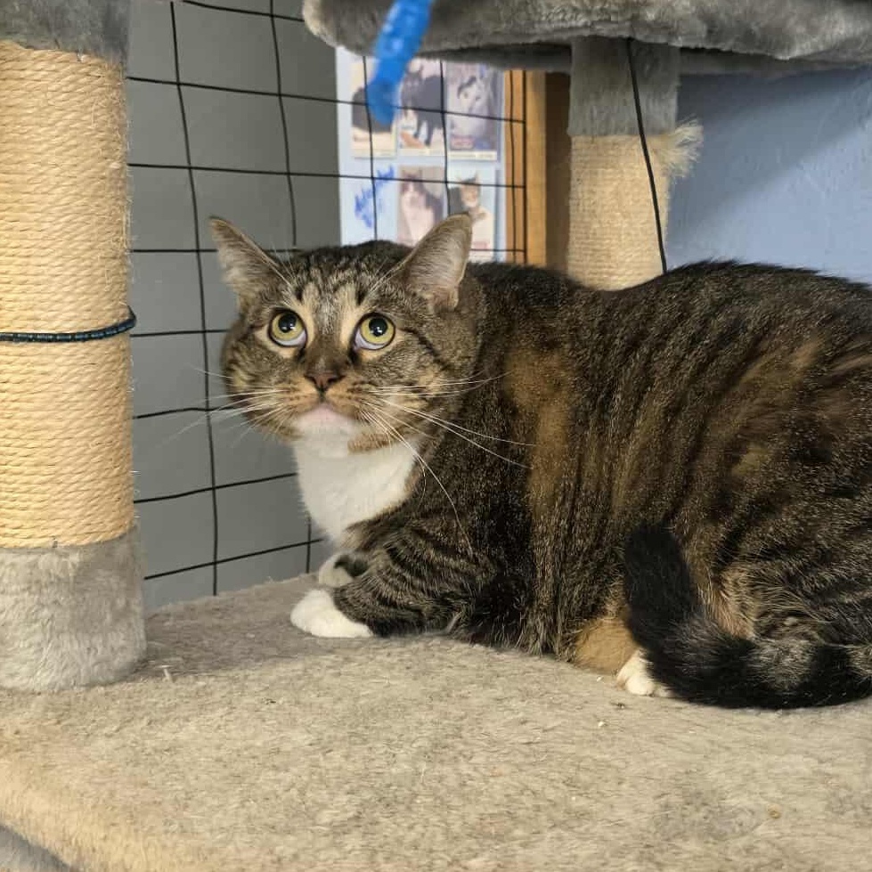 Izzy Biggs, a Adoptable Tabby in Shippenville, PA image 3/5