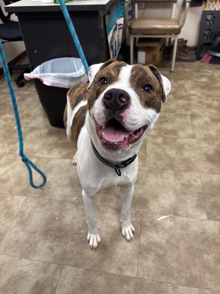 Enlarge Max, a Adoptable mixed breed in Springfield, OH image 1/1