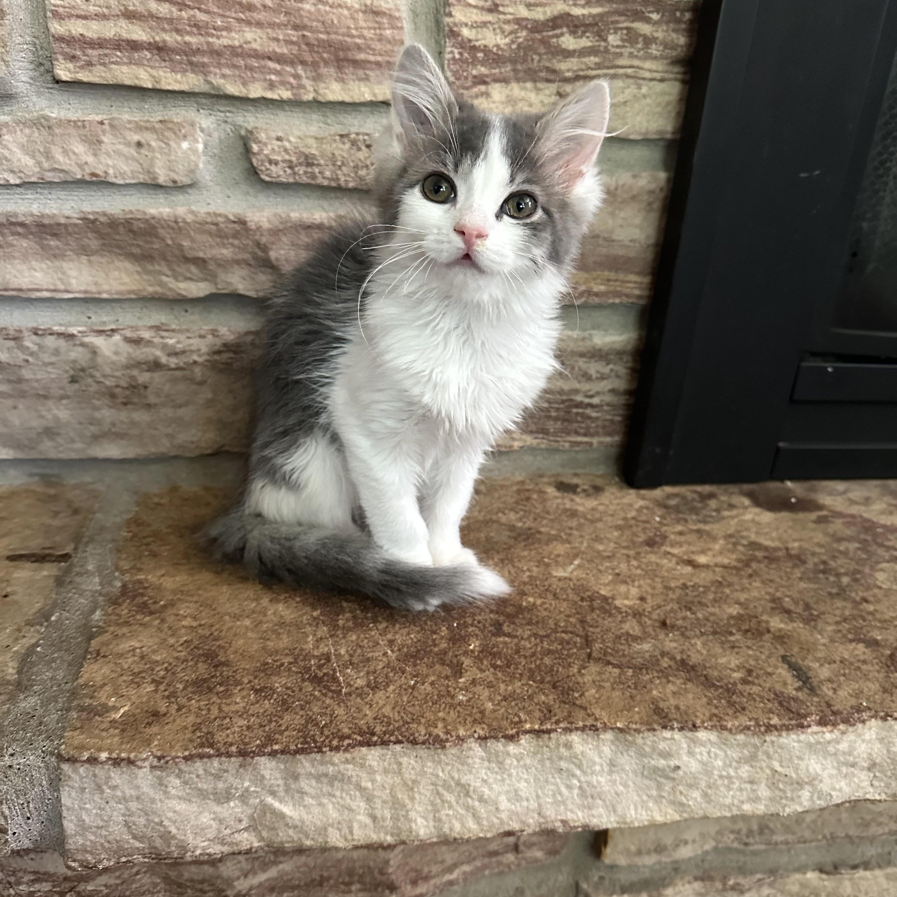 Sophie
