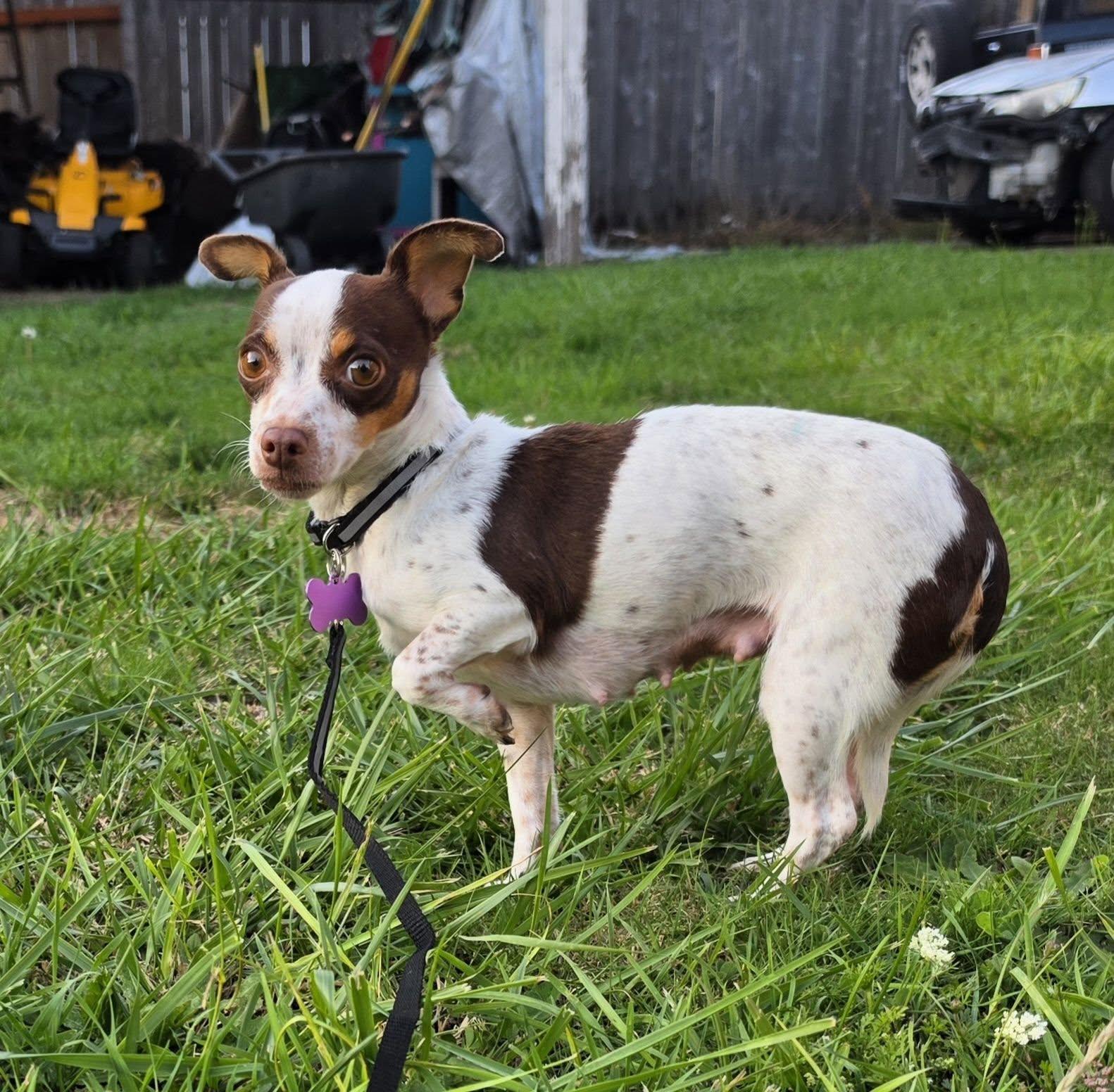 Enlarge Freedom, a Adoptable mixed breed in Eugene, OR image 4/4