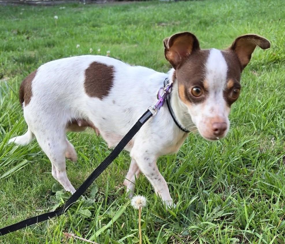 Enlarge Freedom, a Adoptable mixed breed in Eugene, OR image 2/4