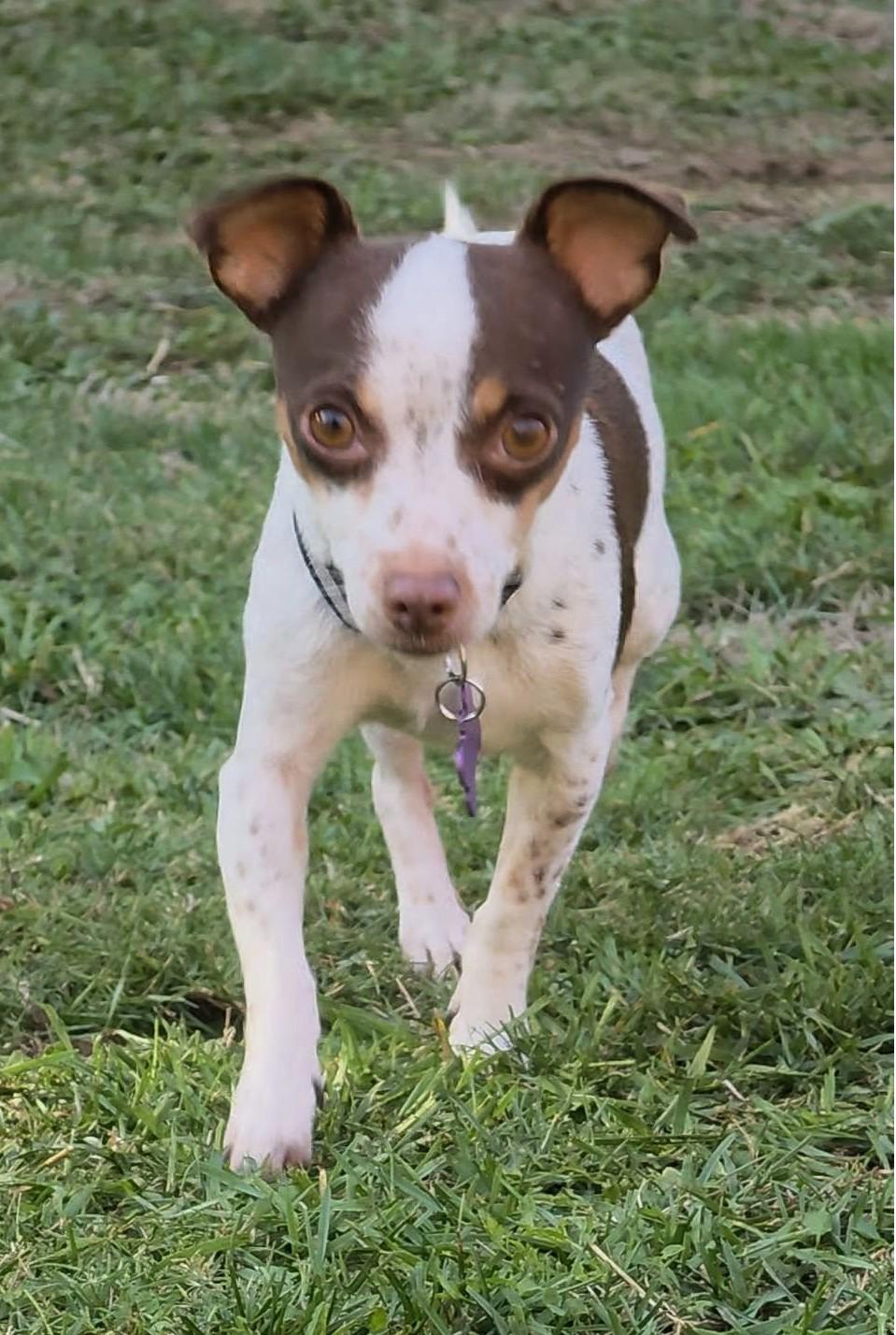 Enlarge Freedom, a Adoptable mixed breed in Eugene, OR image 3/4