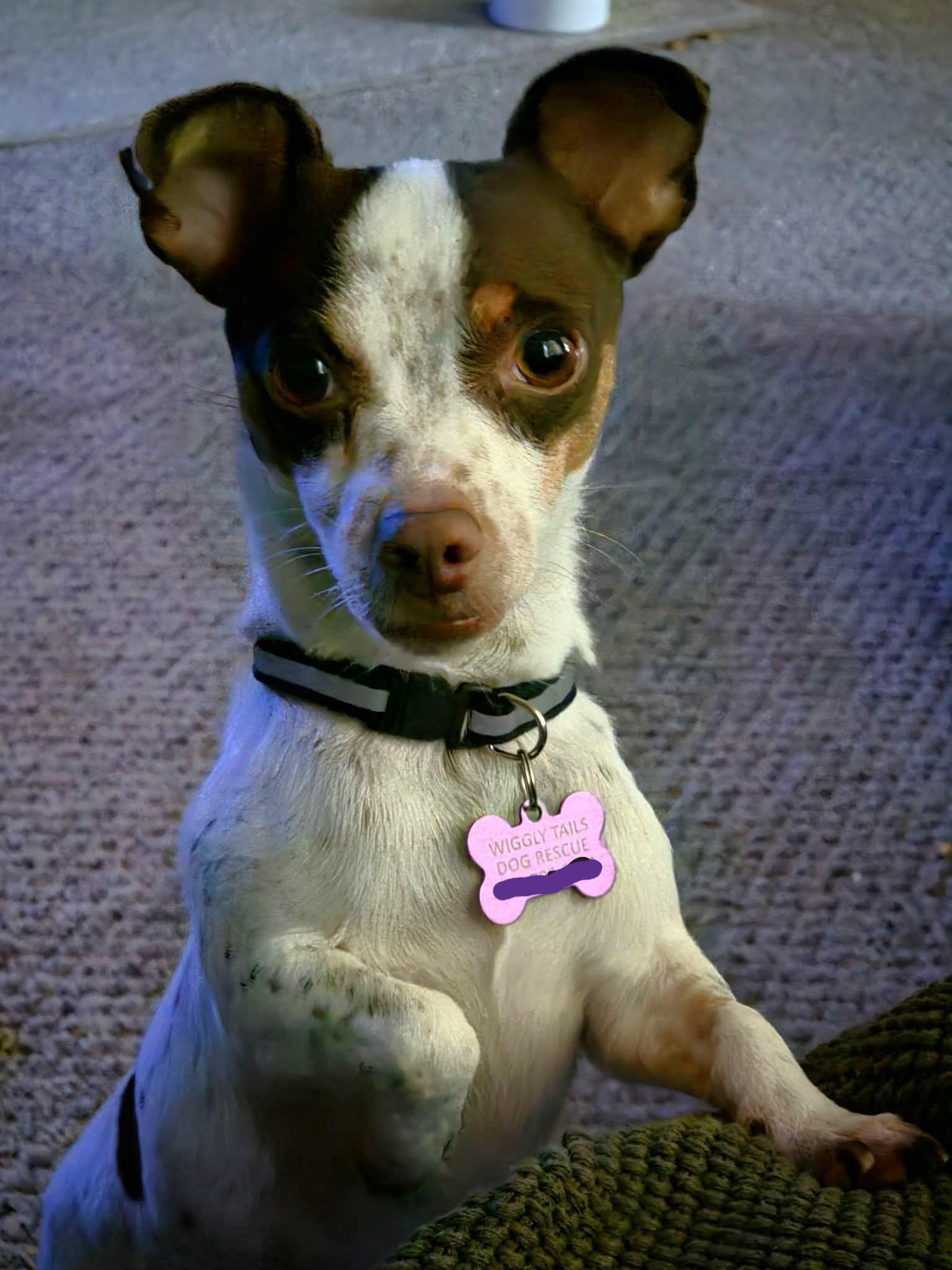 Freedom, Adoptable, Young Female Chihuahua.