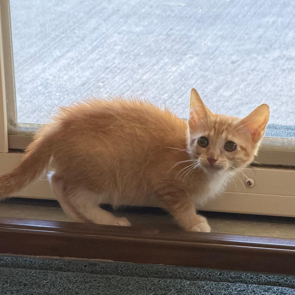 Enlarge Ranger, a Adoptable Domestic Short Hair in HERNANDO, MS image 1/5