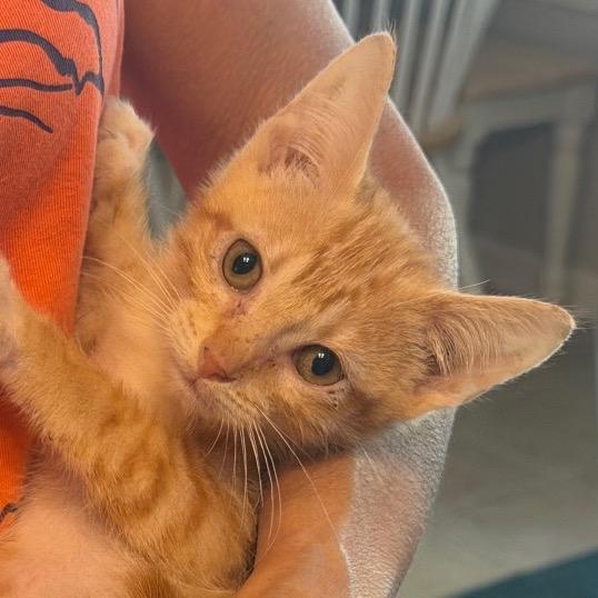 Enlarge Ranger, a Adoptable Domestic Short Hair in HERNANDO, MS image 2/5