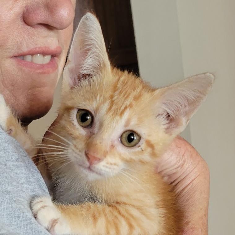 Enlarge Ranger, a Adoptable Domestic Short Hair in HERNANDO, MS image 3/5