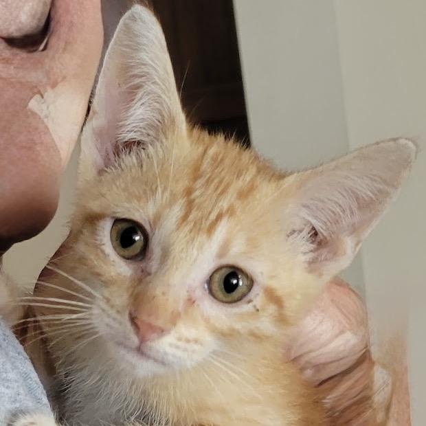 Enlarge Ranger, a Adoptable Domestic Short Hair in HERNANDO, MS image 4/5