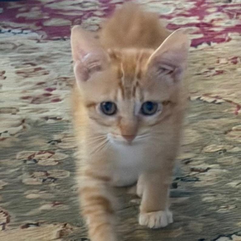 Enlarge Ranger, a Adoptable Domestic Short Hair in HERNANDO, MS image 5/5