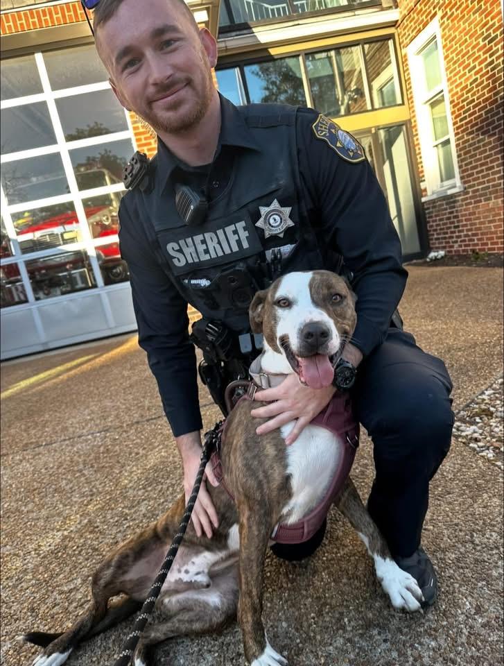 Drama, Adoptable, Adult Male Mixed Breed.