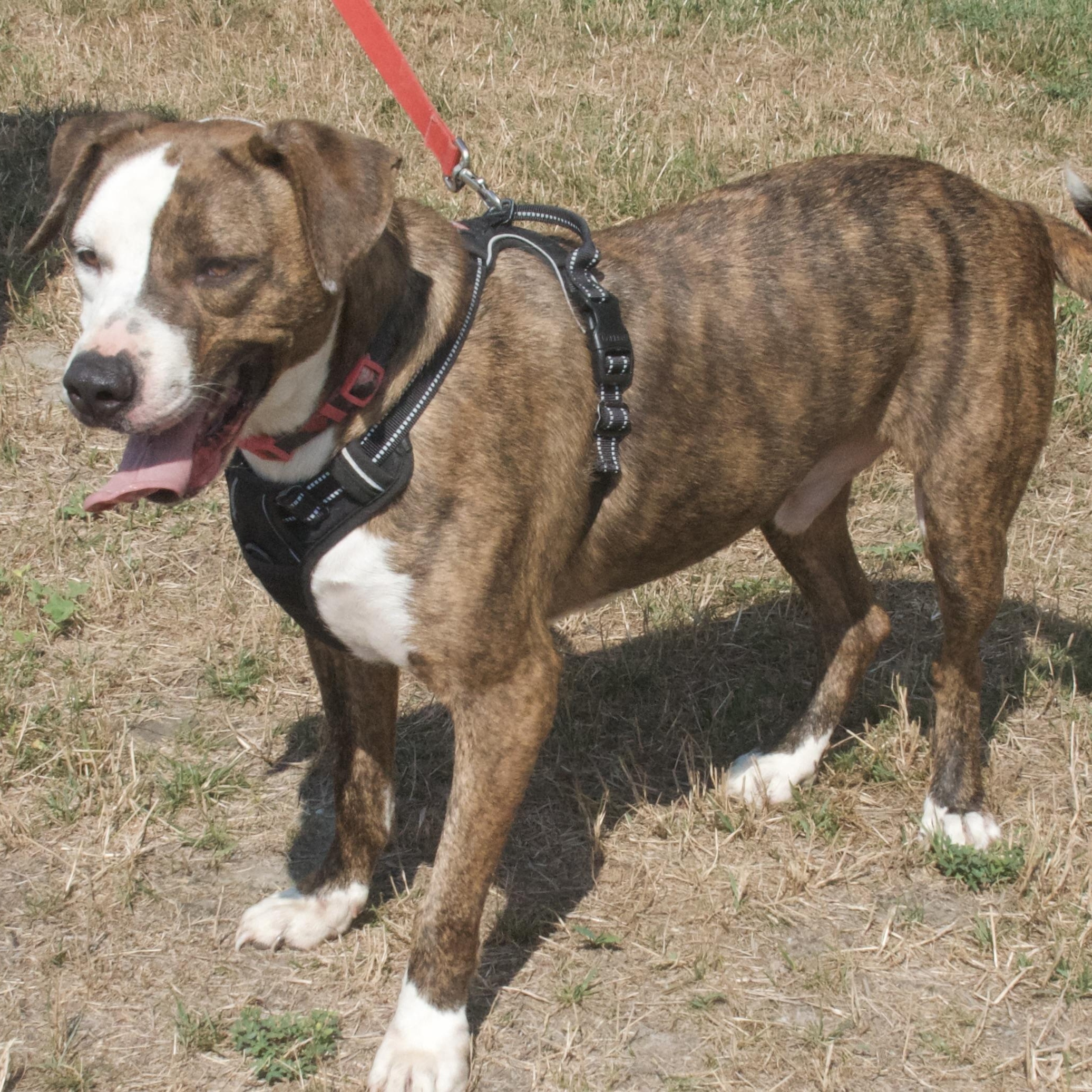 Drama, a Adoptable Mixed Breed in Gloucester, VA image 4/6