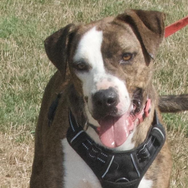 Drama, a Adoptable Mixed Breed in Gloucester, VA image 5/6