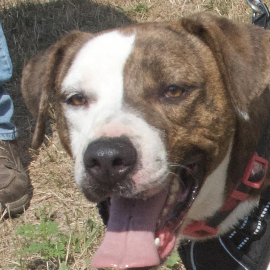 Drama, a Adoptable Mixed Breed in Gloucester, VA image 3/6