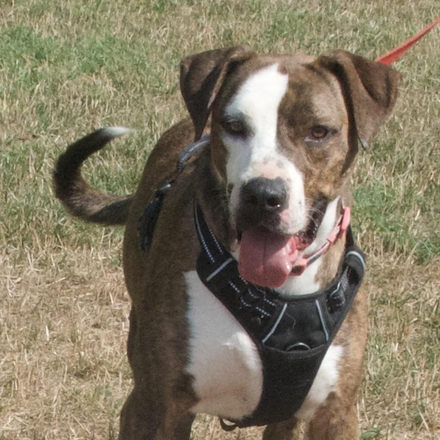 Drama, a Adoptable Mixed Breed in Gloucester, VA image 6/6