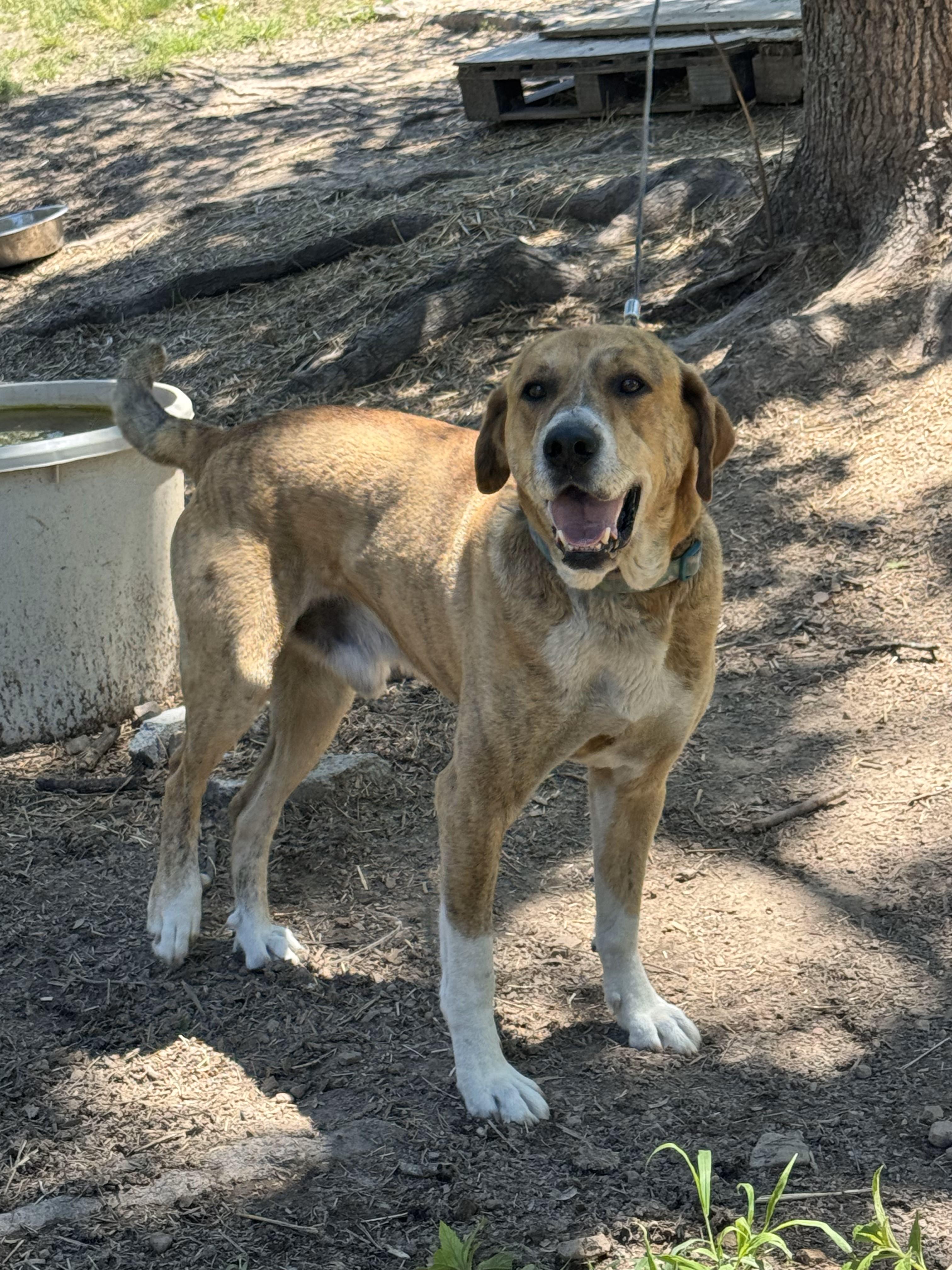 Sir Charles, Adult Male Mountain Cur