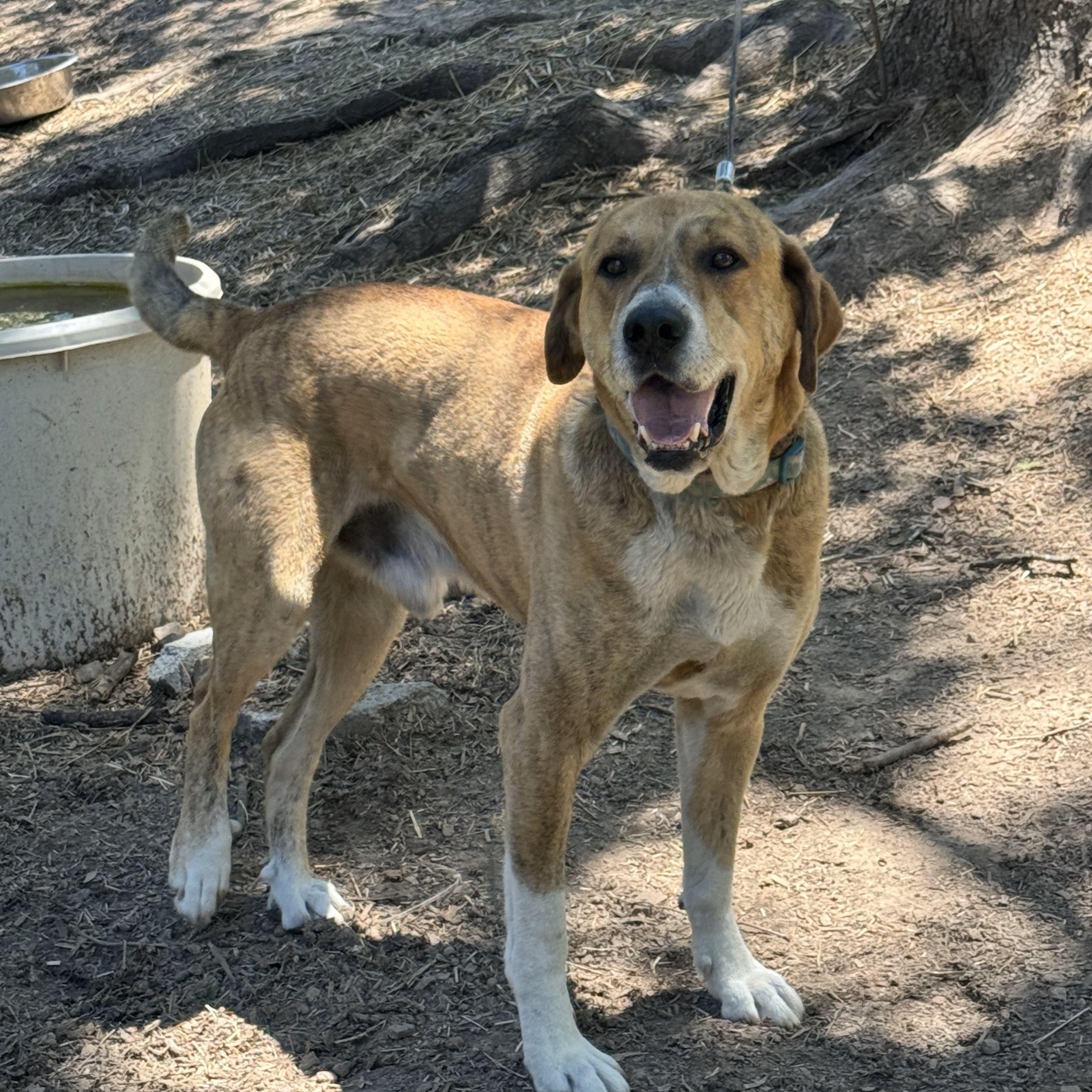 Enlarge Sir Charles, a Adoptable mixed breed in Glenwood, AR image 1/1