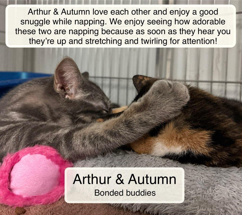 Enlarge Arthur and Autumn, a Adoptable Domestic Short Hair in Ellicott City, MD image 3/5