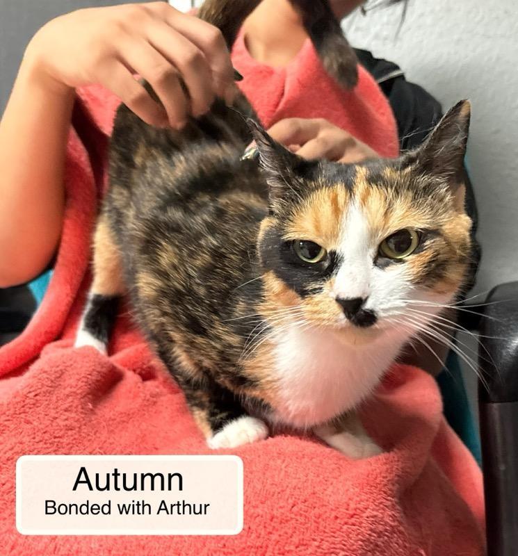 Enlarge Arthur and Autumn, a Adoptable Domestic Short Hair in Ellicott City, MD image 4/5