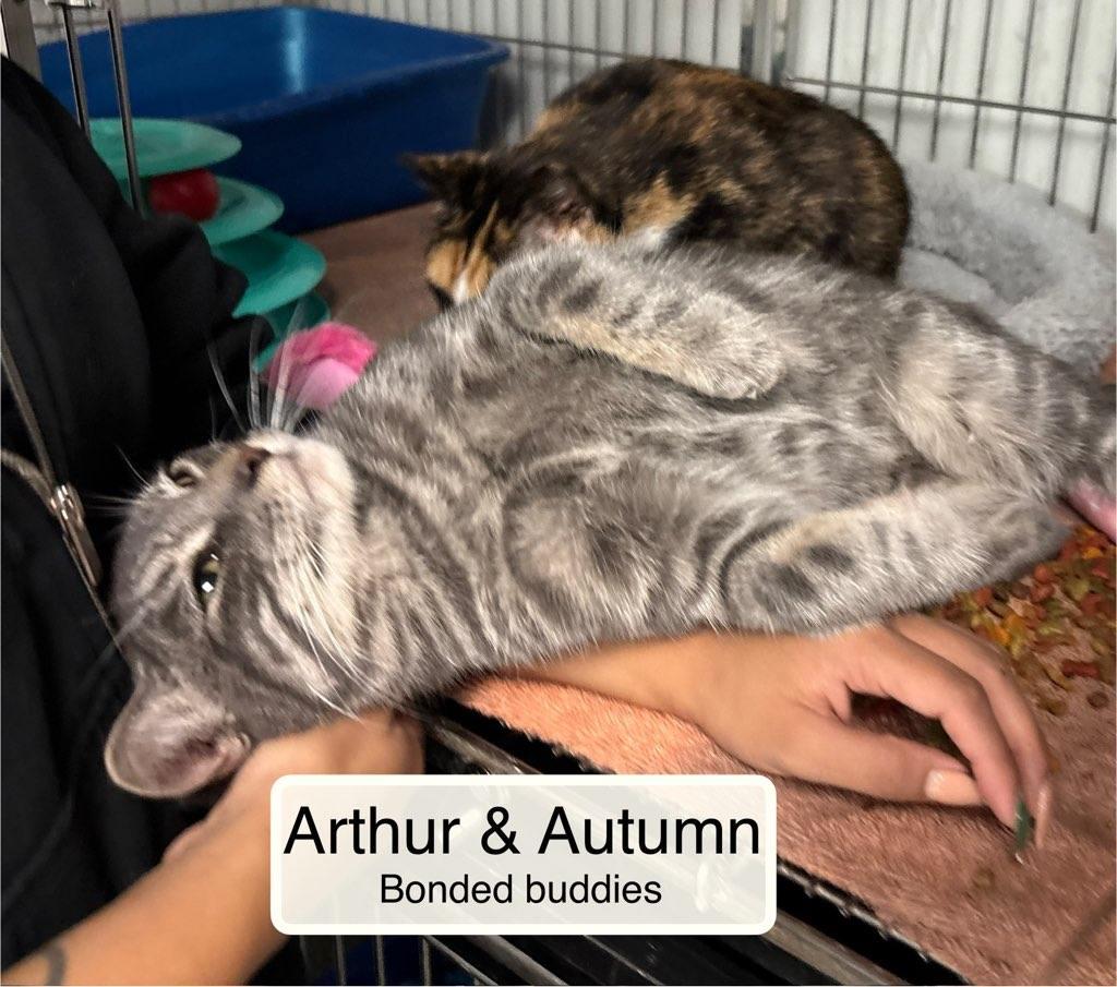 Enlarge Arthur and Autumn, a Adoptable Domestic Short Hair in Ellicott City, MD image 1/5