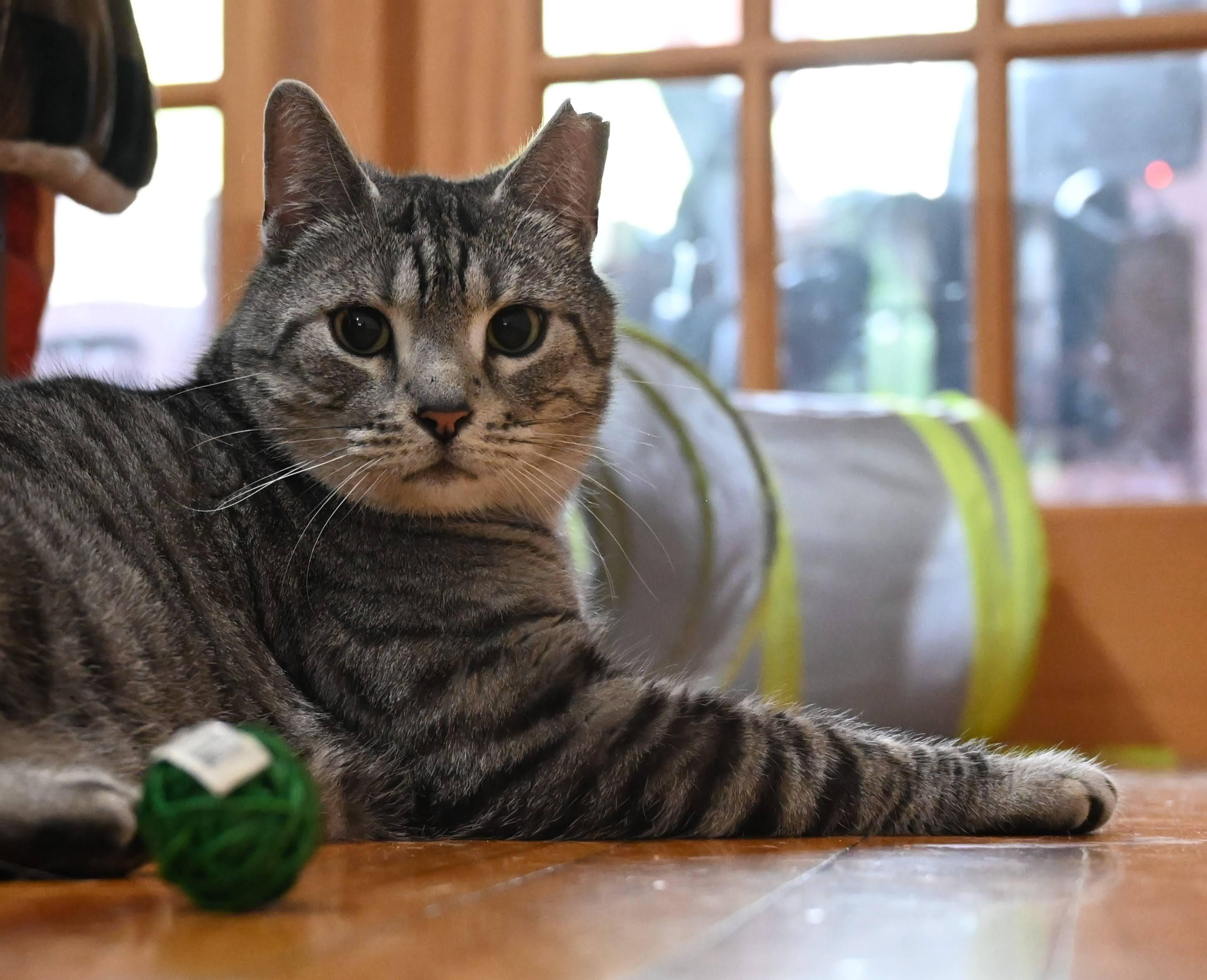 Tiger, Adopted, Adult Male Domestic Short Hair.