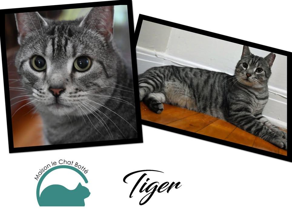 Enlarge Tiger, a Adopted Domestic Short Hair in Montreal-Nord, QC image 7/7