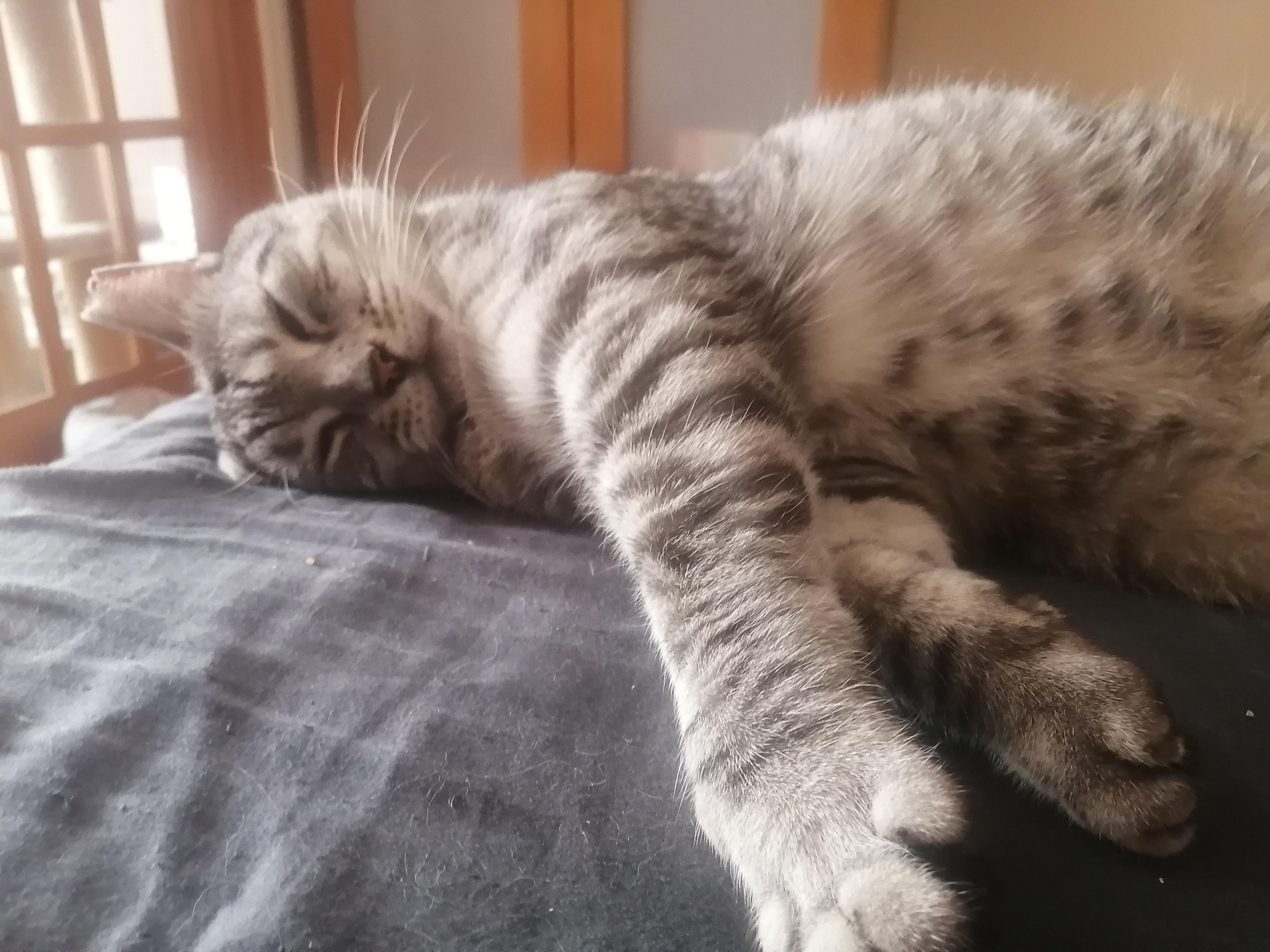 Enlarge Tiger, a Adopted Domestic Short Hair in Montreal-Nord, QC image 3/7