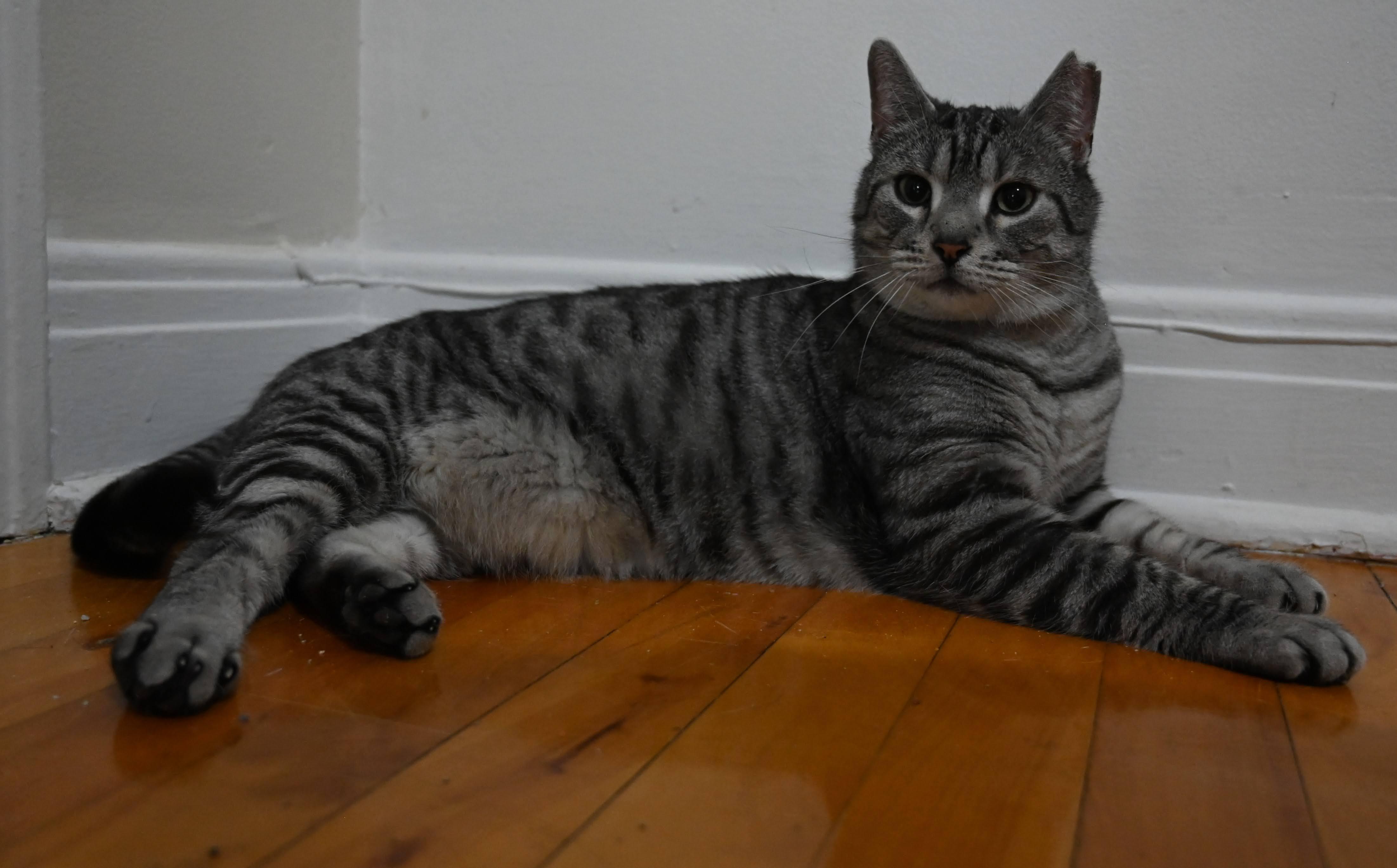 Enlarge Tiger, a Adopted Domestic Short Hair in Montreal-Nord, QC image 4/7