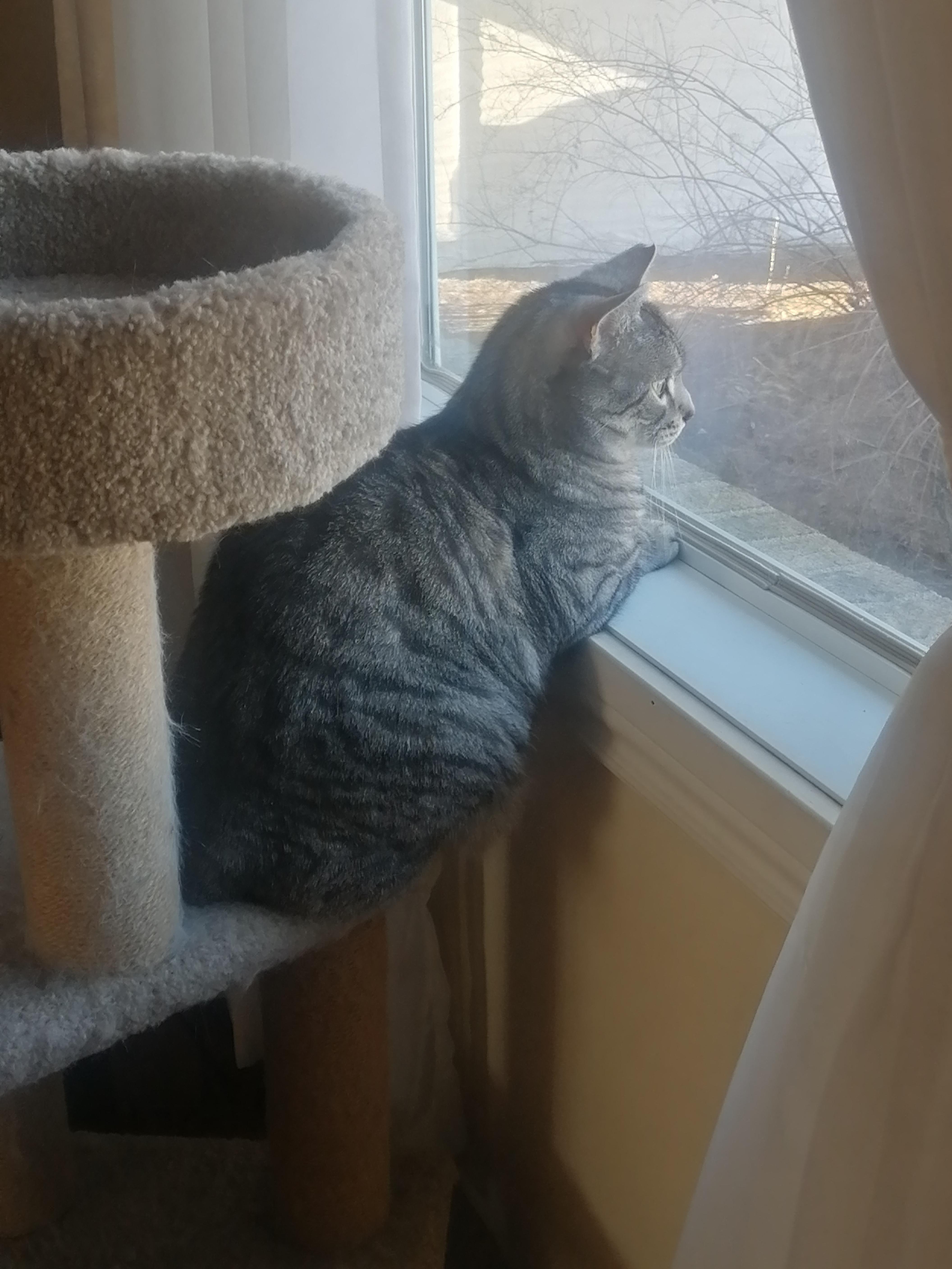 Enlarge Tiger, a Adopted Domestic Short Hair in Montreal-Nord, QC image 5/7