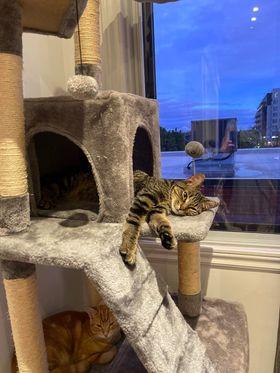 Enlarge Tiger, a Adopted Domestic Short Hair in Montreal-Nord, QC image 2/7