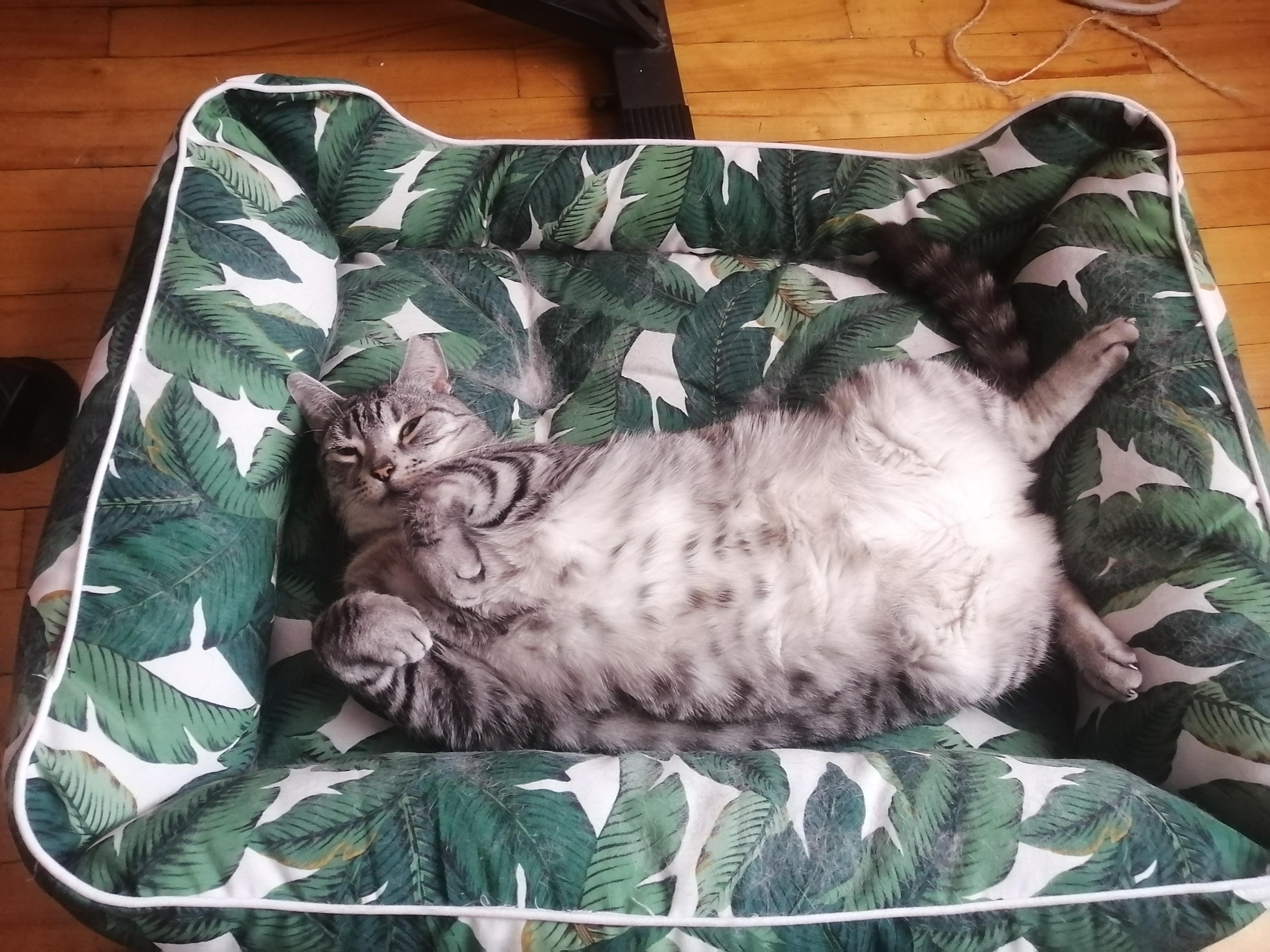 Enlarge Tiger, a Adopted Domestic Short Hair in Montreal-Nord, QC image 6/7