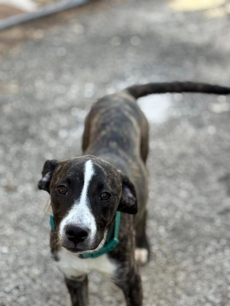 Gracie — thumbnail 2