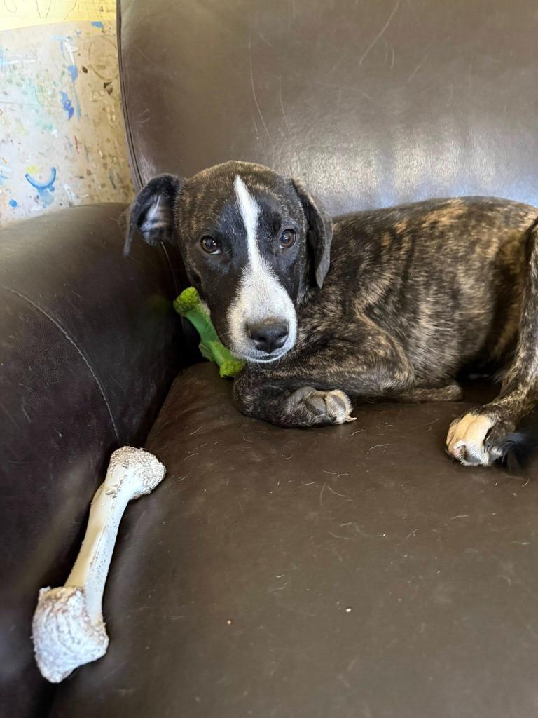 Gracie — thumbnail 3