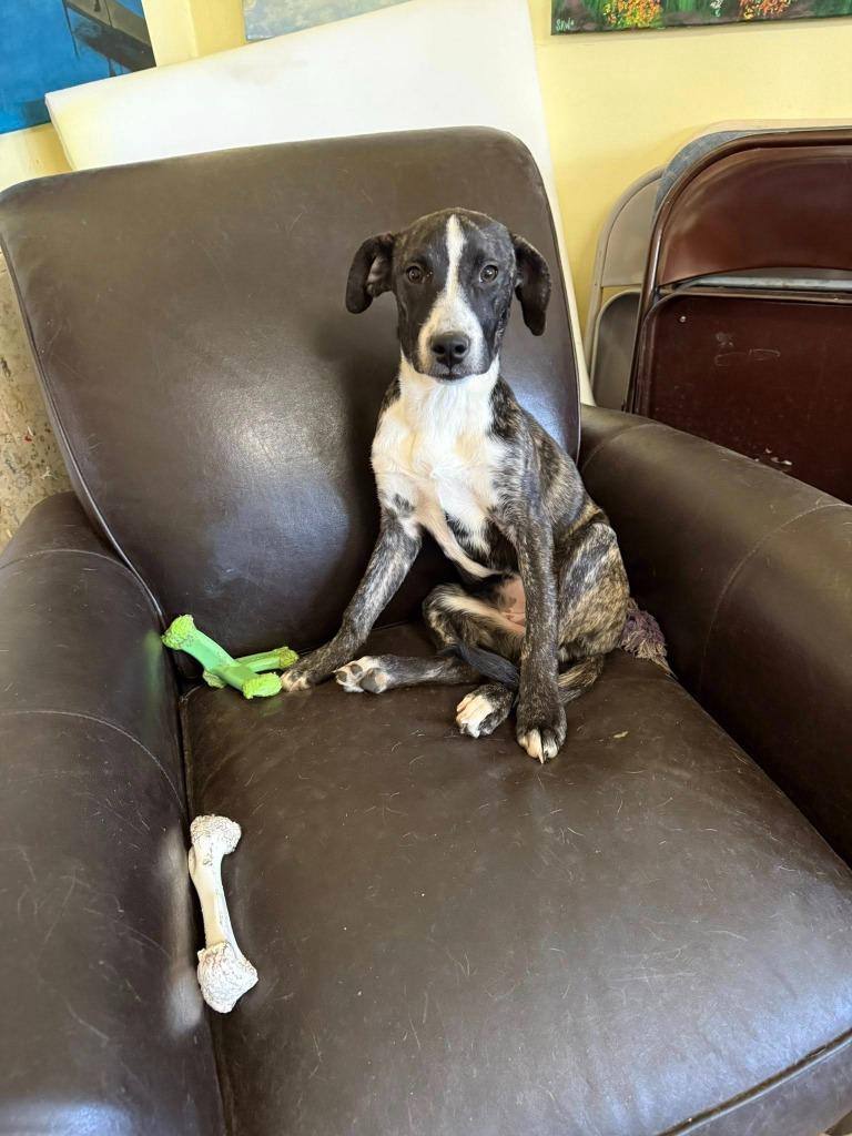 Gracie — thumbnail 4