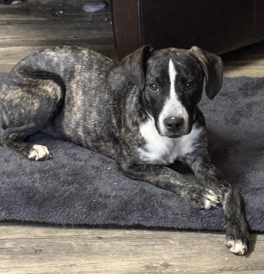 Gracie — thumbnail 6