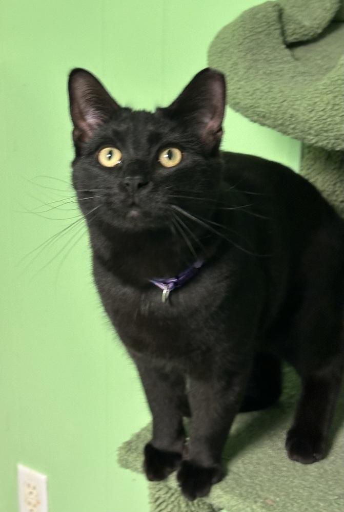Enlarge Banyan, a Adoptable Domestic Short Hair in Richmond, IN image 1/1