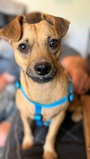 Allie, Adopted, Adult Female Chiweenie.