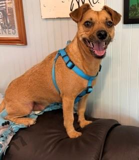 Enlarge Allie, a Adopted mixed breed in Reedsport, OR image 5/6