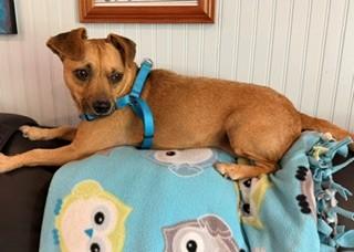 Enlarge Allie, a Adopted mixed breed in Reedsport, OR image 2/6