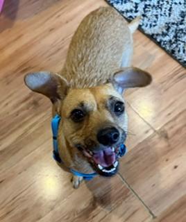 Enlarge Allie, a Adopted mixed breed in Reedsport, OR image 3/6