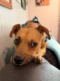 Enlarge Allie, a Adopted mixed breed in Reedsport, OR image 6/6
