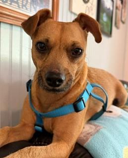 Enlarge Allie, a Adopted mixed breed in Reedsport, OR image 4/6