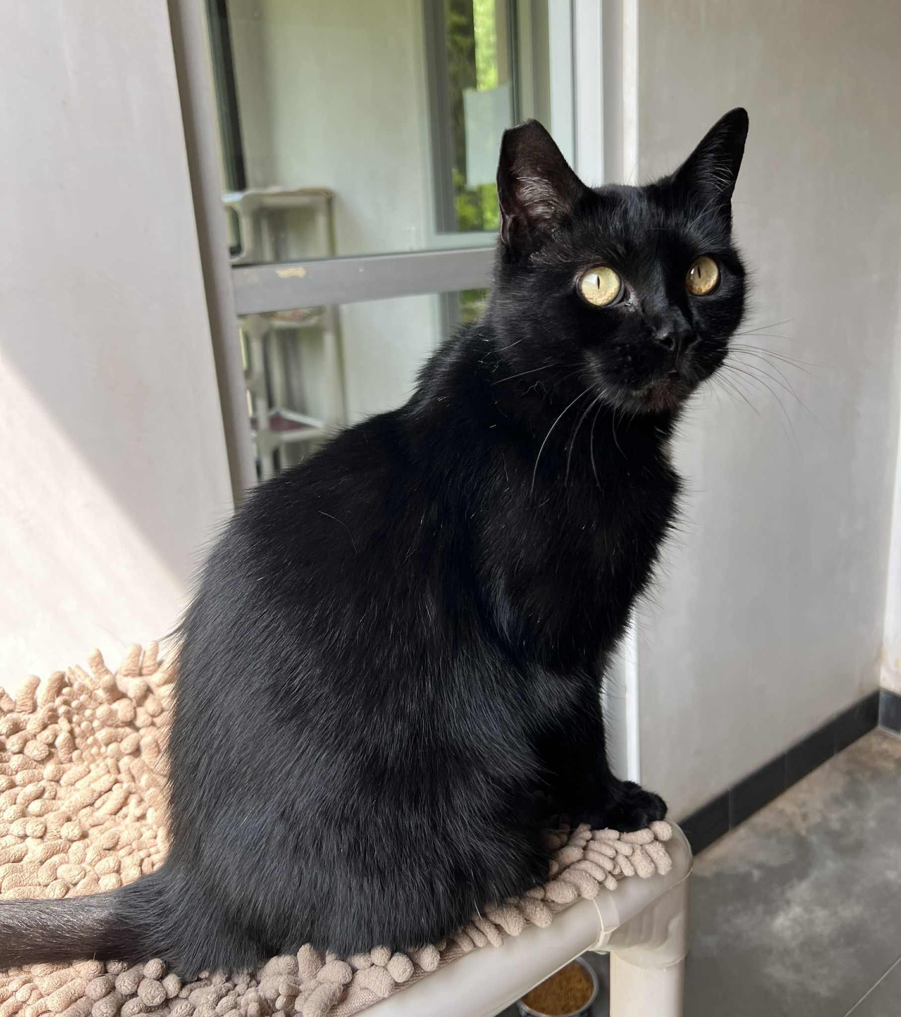 Eve, Adopted, Adult Female Domestic Short Hair.