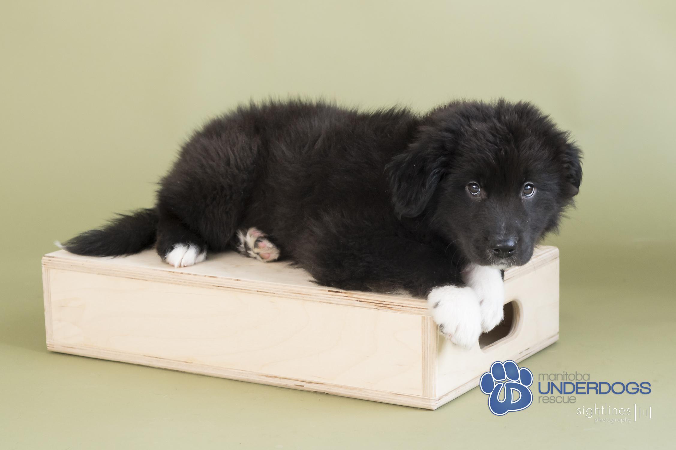 Mamba, an adoptable Labrador Retriever, Shepherd in Winnipeg, MB, R2M 2K2 | Photo Image 1