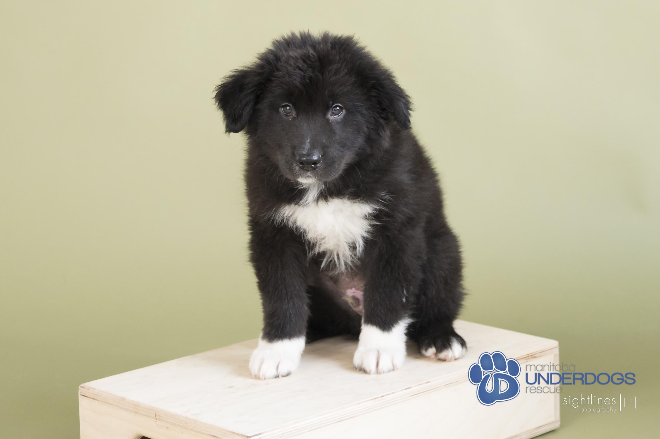 Mamba, an adoptable Labrador Retriever, Shepherd in Winnipeg, MB, R2M 2K2 | Photo Image 3