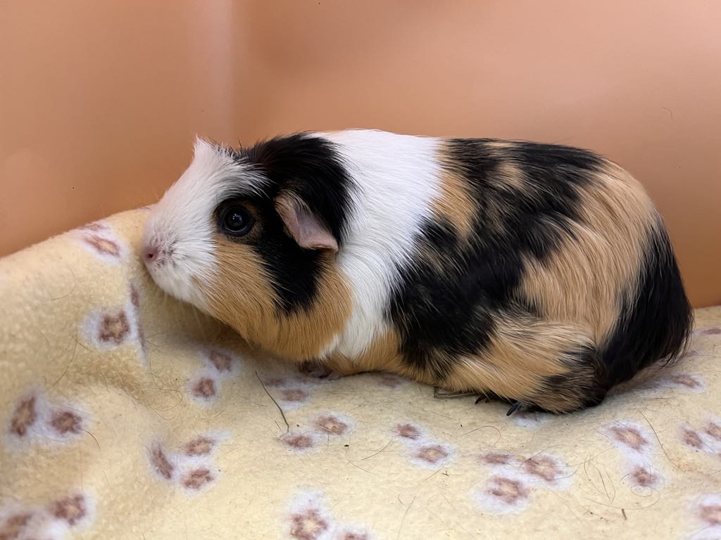 Enlarge Mikassa, a Adoptable Guinea Pig in Eagle River, AK image 1/1