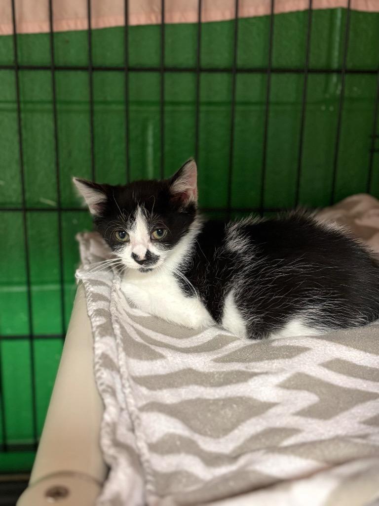 Enlarge Cletus, a Adoptable mixed breed in Olean, NY image 1/1