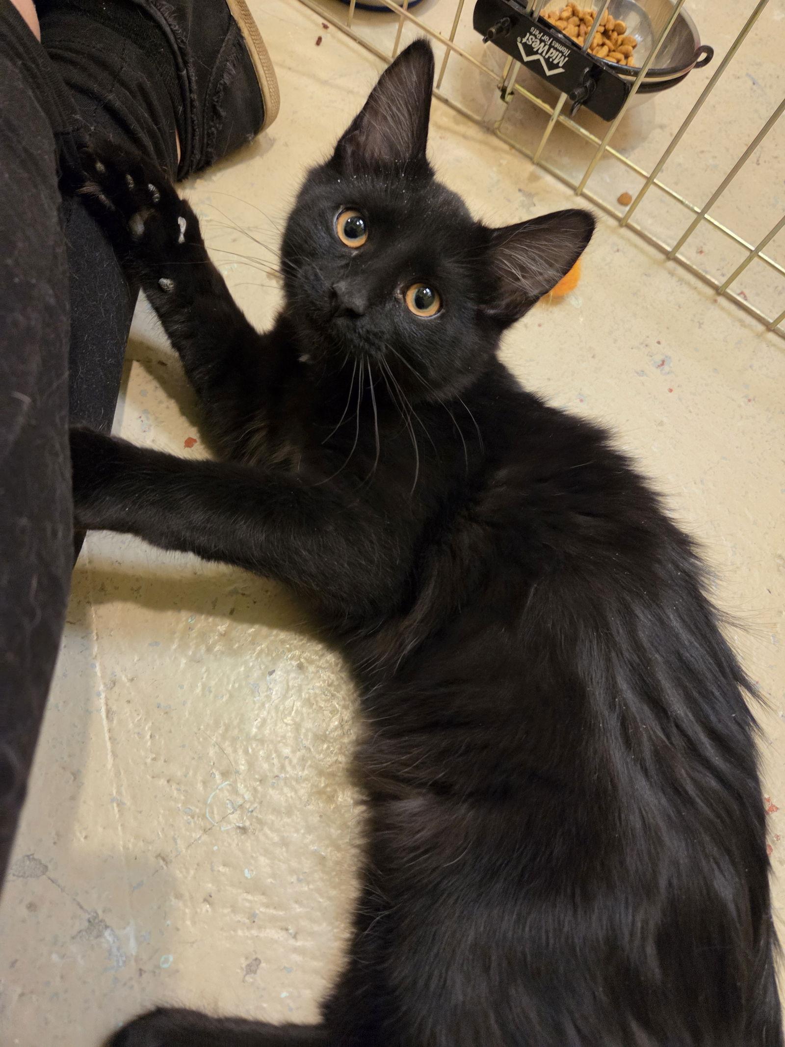 Enlarge Orion, a Adoptable Domestic Medium Hair in Flint Hill, VA image 1/3