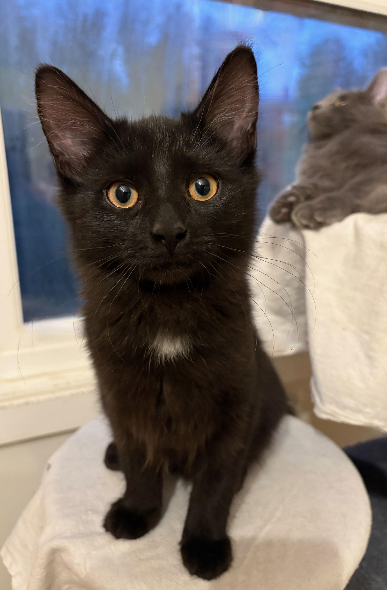 Enlarge Orion, a Adoptable Domestic Medium Hair in Flint Hill, VA image 2/3