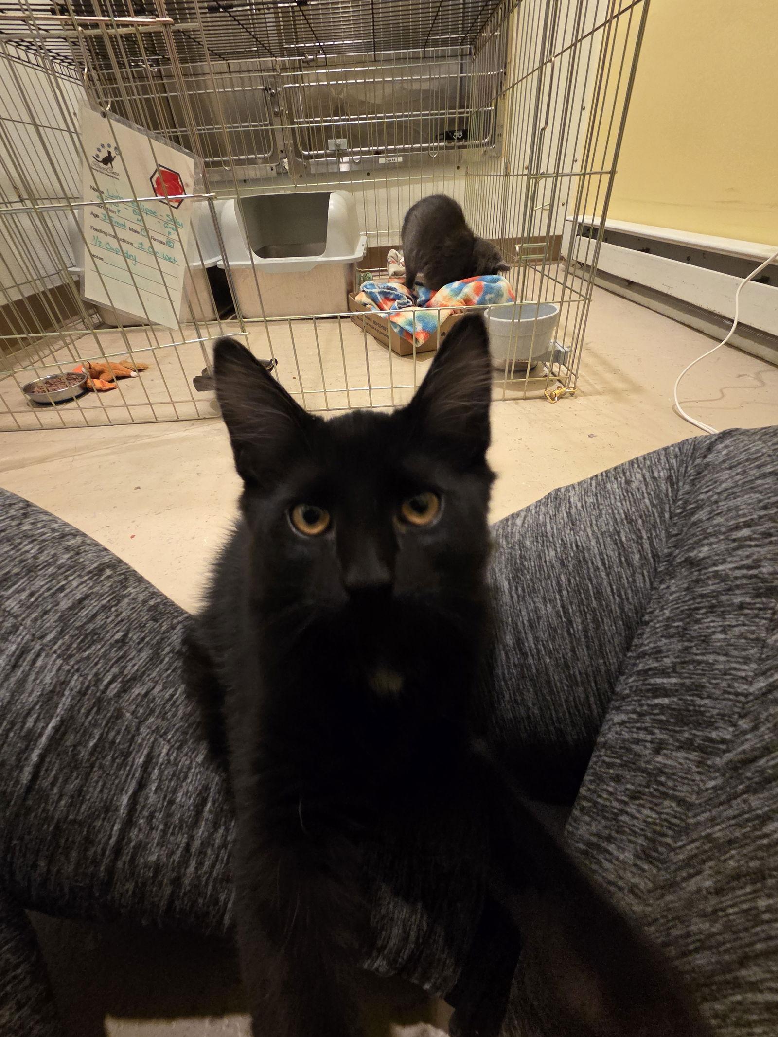 Enlarge Orion, a Adoptable Domestic Medium Hair in Flint Hill, VA image 3/3